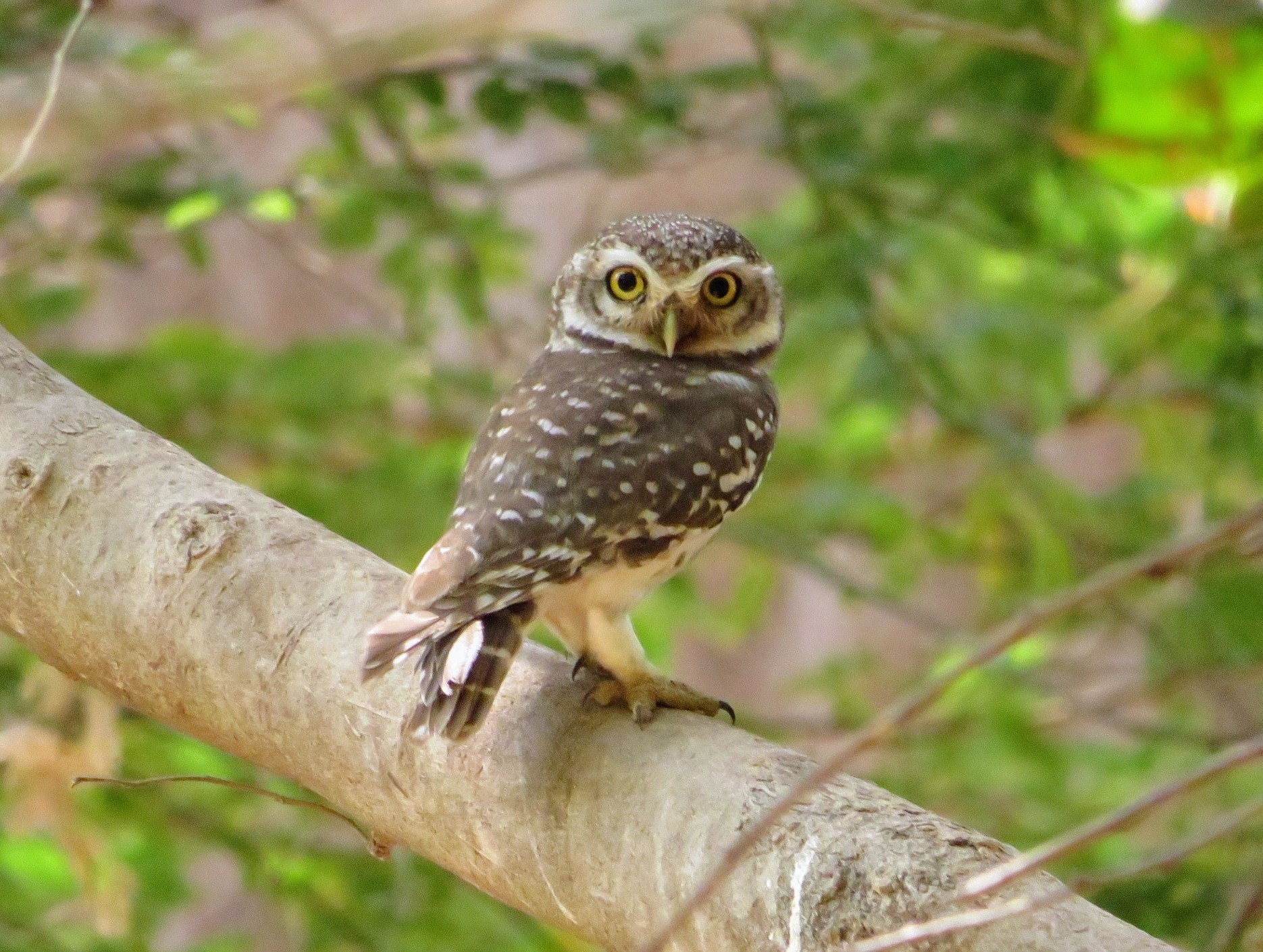Spotted Owlet